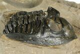 Curled Hollardops Trilobite - Foum Zguid, Morocco #363212-2